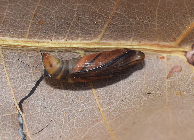 Una falena molto comune: Rhodometra sacraria, Geometridae